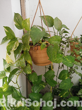 Indoor plants